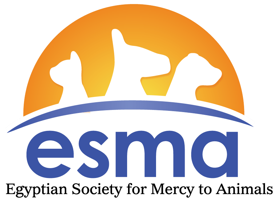 esma - Gecko Designs